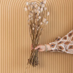 buy Papaver Somniferum Poppy Pods in canada